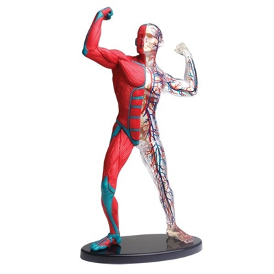 Anatomi model af muskler og skelet
